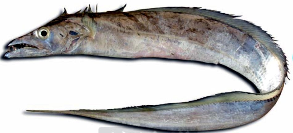 Trichiurus lepturus_02.jpg